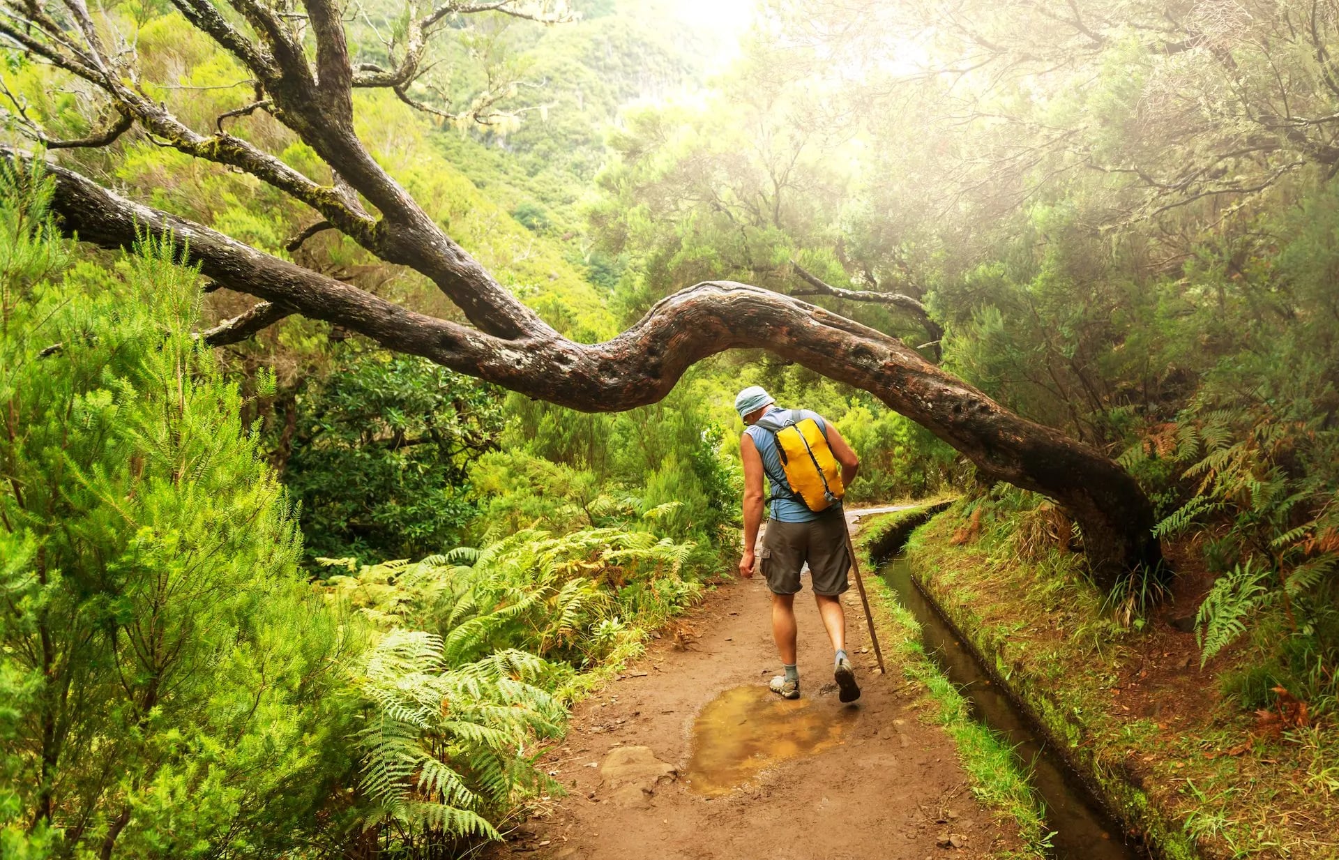 Hiker walking on muddy trail under low tree branch in lush green forest, Madeira.