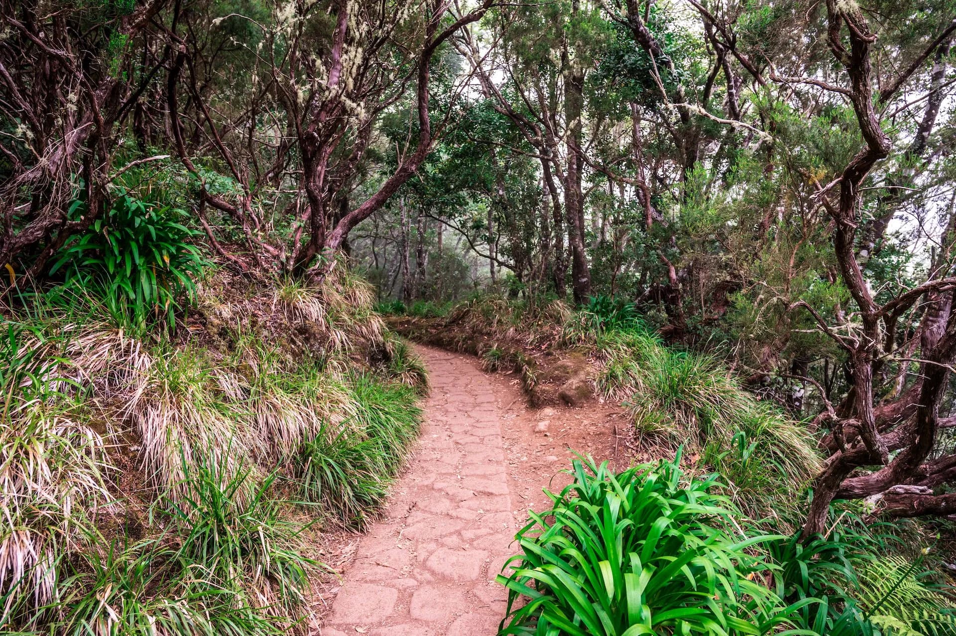 Hiking path winding through dense, misty forest with lush green and dry grasses.